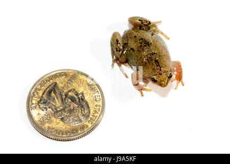 Mâle adulte Gastrophryne olivacea ; Great Plains Toad à col étroit sur fond blanc Banque D'Images