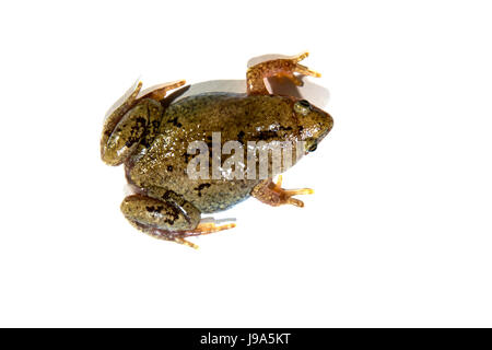 Great Plains Toad à col étroit -- Gastrophryne olivacea, vue du dessus sur fond blanc. Banque D'Images