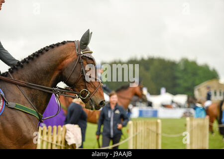 Shepton Mallet, Royaume-Uni. 31 mai, 2017. Baignoire et West Show 2017. Credit : James Thomas/Alamy Live News Banque D'Images