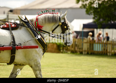 Shepton Mallet, Royaume-Uni. 31 mai, 2017. Baignoire et West Show 2017. Credit : James Thomas/Alamy Live News Banque D'Images