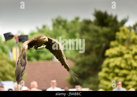 Shepton Mallet, Royaume-Uni. 31 mai, 2017. Baignoire et West Show 2017. Credit : James Thomas/Alamy Live News Banque D'Images