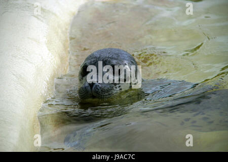 Büsum, Allemagne. 1er juin 2017. Polli le bébé phoque nager dans une piscine à l'Seehundstation Friedrichskoog seal sanctuary dans Friedrichskoog, Allemagne, 1 juin 2017. Le bébé phoque, qui a été abandonné par sa mère, a été trouvé en NordstrAnd, le 25 mai. Photo : Wolfgang Runge/dpa/Alamy Live News Banque D'Images