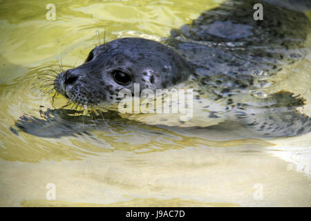 Büsum, Allemagne. 1er juin 2017. Polli le bébé phoque nager dans une piscine à l'Seehundstation Friedrichskoog seal sanctuary dans Friedrichskoog, Allemagne, 1 juin 2017. Le bébé phoque, qui a été abandonné par sa mère, a été trouvé en NordstrAnd, le 25 mai. Photo : Wolfgang Runge/dpa/Alamy Live News Banque D'Images