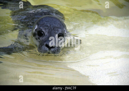 Büsum, Allemagne. 1er juin 2017. Polli le bébé phoque nager dans une piscine à l'Seehundstation Friedrichskoog seal sanctuary dans Friedrichskoog, Allemagne, 1 juin 2017. Le bébé phoque, qui a été abandonné par sa mère, a été trouvé en NordstrAnd, le 25 mai. Photo : Wolfgang Runge/dpa/Alamy Live News Banque D'Images