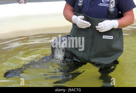 Büsum, Allemagne. 1er juin 2017. Polli le bébé phoque nager dans une piscine à côté d'un gardien à l'Seehundstation Friedrichskoog seal sanctuary dans Friedrichskoog, Allemagne, 1 juin 2017. Le bébé phoque, qui a été abandonné par sa mère, a été trouvé en NordstrAnd, le 25 mai. Photo : Wolfgang Runge/dpa/Alamy Live News Banque D'Images