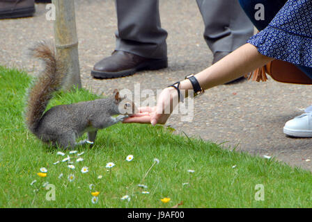 Londres, Royaume-Uni. 01 Juin, 2017. Les personnes bénéficiant de la douceur du temps dans Holland Park le premier jour de juin. Credit : JOHNNY ARMSTEAD/Alamy Live News Banque D'Images