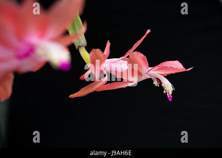 Asuncion, Paraguay. 1er juin 2017. Matinée couverte à Asuncion alors que les fleurs de faux cactus de Noël rose (Schlumbergera truncata) fleurissent après les jours pluvieux et humides, est vu dans la capitale du Paraguay. Crédit : Andre M. Chang/Alamy Live News Banque D'Images