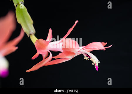 Asuncion, Paraguay. 1er juin 2017. Matinée couverte à Asuncion alors que les fleurs de faux cactus de Noël rose (Schlumbergera truncata) fleurissent après les jours pluvieux et humides, est vu dans la capitale du Paraguay. Crédit : Andre M. Chang/Alamy Live News Banque D'Images