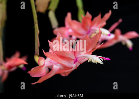 Asuncion, Paraguay. 1er juin 2017. Matinée couverte à Asuncion alors que les fleurs de faux cactus de Noël rose (Schlumbergera truncata) fleurissent après les jours pluvieux et humides, est vu dans la capitale du Paraguay. Crédit : Andre M. Chang/Alamy Live News Banque D'Images