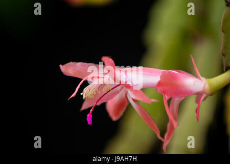 Asuncion, Paraguay. 1er juin 2017. Matinée couverte à Asuncion alors que les fleurs de faux cactus de Noël rose (Schlumbergera truncata) fleurissent après les jours pluvieux et humides, est vu dans la capitale du Paraguay. Crédit : Andre M. Chang/Alamy Live News Banque D'Images