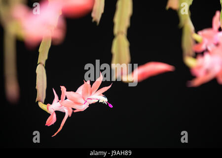 Asuncion, Paraguay. 1er juin 2017. Matinée couverte à Asuncion alors que les fleurs de faux cactus de Noël rose (Schlumbergera truncata) fleurissent après les jours pluvieux et humides, est vu dans la capitale du Paraguay. Crédit : Andre M. Chang/Alamy Live News Banque D'Images