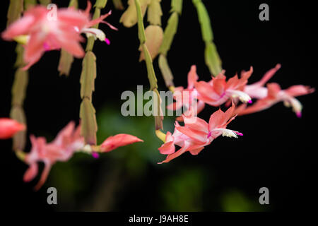 Asuncion, Paraguay. 1er juin 2017. Matinée couverte à Asuncion alors que les fleurs de faux cactus de Noël rose (Schlumbergera truncata) fleurissent après les jours pluvieux et humides, est vu dans la capitale du Paraguay. Crédit : Andre M. Chang/Alamy Live News Banque D'Images