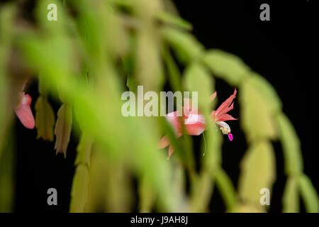 Asuncion, Paraguay. 1er juin 2017. Matinée couverte à Asuncion alors que les fleurs de faux cactus de Noël rose (Schlumbergera truncata) fleurissent après les jours pluvieux et humides, est vu dans la capitale du Paraguay. Crédit : Andre M. Chang/Alamy Live News Banque D'Images