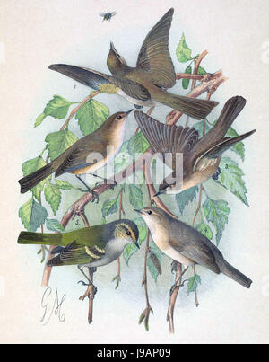 Phylloscopus Phylloscopus collybita tristis & sindianus Phylloscopus humei mandellii & 1889 Banque D'Images