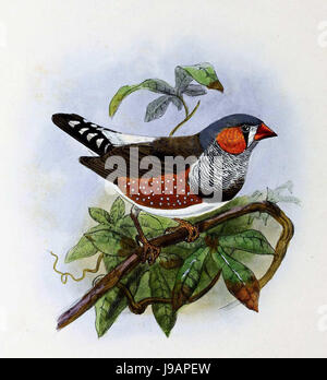 Taeniopygia guttata castanotis 1876 Banque D'Images