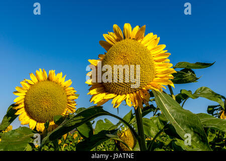 Tournesols dans un champ off SR 203 près de la ville de Duvall, Washington. Banque D'Images