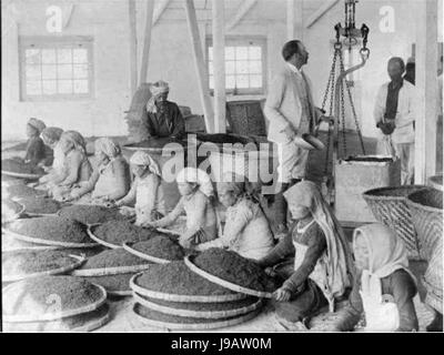 Nettoyage des femmes dans une usine de thé à Darjeeling en 1865 Banque D'Images