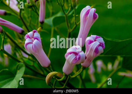 Gloire du matin des fleurs sur morning glory Tree ou Ipomoea Carnea Jacq Banque D'Images