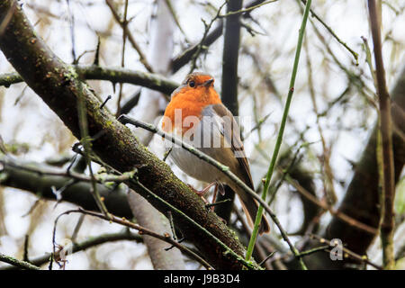 Un robin redbreast (Erithacus rubecula aux abords) perché sur une branche dans un bois Banque D'Images