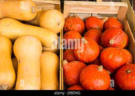 Squash colorés (fléau en français) au marché du Cours Lafayette à Toulon, France. Banque D'Images