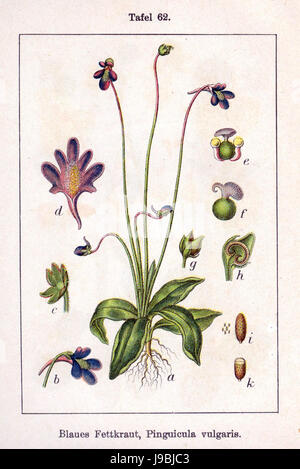 La Pinguicula vulgaris, communément appelée butterwort commune, est une plante carnivore trouvée en Europe, connue pour ses feuilles attrapant les insectes. L'illustration est tirée des œuvres botaniques de Sturm. Banque D'Images