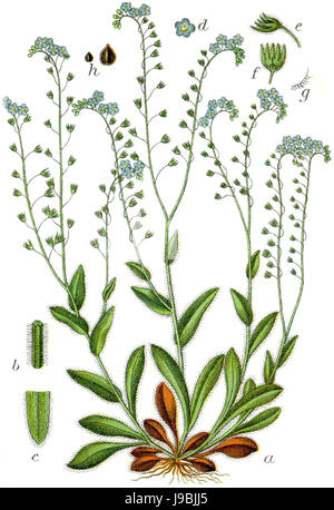 Myosotis sylvatica Sturm17 Banque D'Images