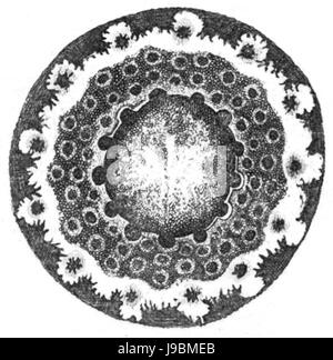 Trans. Linn. Soc. Volume 20 Londres 23 Plaque Figure E Banque D'Images