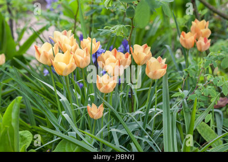 Gros plan de tulipes miniatures plantées dans un jardin de printemps frontière Royaume-Uni Banque D'Images