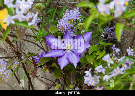 Gros plan de Clematis Daniel Deronda floraison parmi les fleurs de Solanum Crispum, Angleterre, Royaume-Uni Banque D'Images