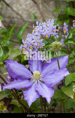 Gros plan de Clematis Daniel Deronda floraison parmi les fleurs de Solanum Crispum, Angleterre, Royaume-Uni Banque D'Images