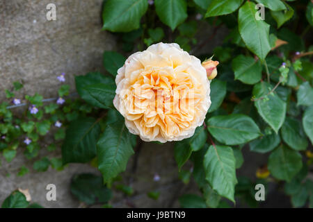 Gros plan de Rosa Crown Princess Margareta une rose grimpante David Austin avec des pétales d'abricot-orange fleurissant dans un jardin anglais, Angleterre, Royaume-Uni Banque D'Images
