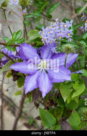 Gros plan de Clematis Daniel Deronda floraison parmi les fleurs de Solanum Crispum, Angleterre, Royaume-Uni Banque D'Images