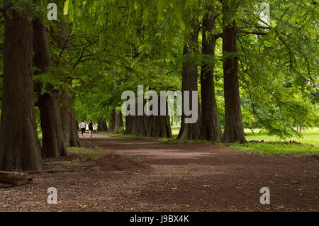 Marcher parmi les grands arbres dans le jardin botanique à Montevideo, Uruguay Banque D'Images