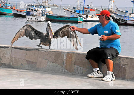 L'alimentation de l'homme - Pelican Pisco, Pérou, 23/03/2011 Banque D'Images