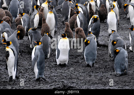 Point de bénévolat King Penguins, Îles Falkland sur 3/11/2014 Banque D'Images