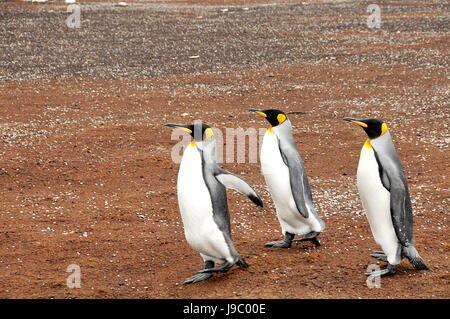 Point de bénévolat King Penguins, Îles Falkland sur 3/11/2014 Banque D'Images