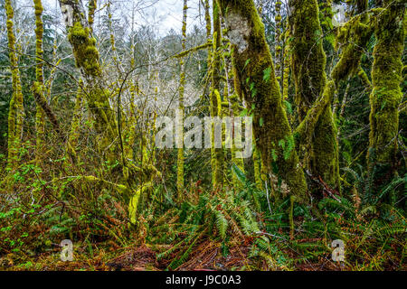 Magnifique végétation avec des arbres moussus à Hoh Rain Forest - Washington - WASHINGTON FORKS Banque D'Images