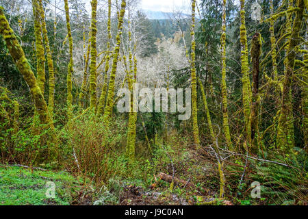 Magnifique végétation avec des arbres moussus à Hoh Rain Forest - Washington - WASHINGTON FORKS Banque D'Images