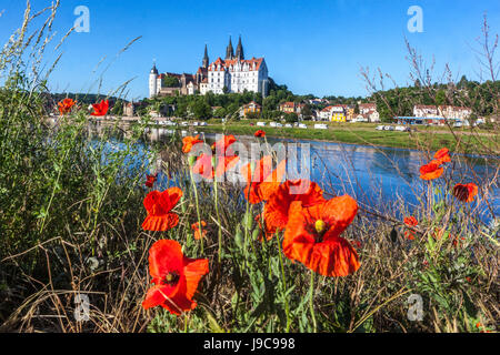 Château d'Albrechtsburg Meissen Allemagne Saxe, pré rouge coquelicots fleuris sur la rive de l'Elbe Allemagne Château Europe paysage fleurs sauvages Banque D'Images