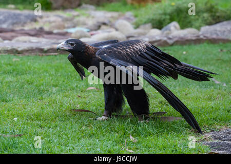 Aigle australien debout sur l'herbe de la préparation pour le vol Banque D'Images