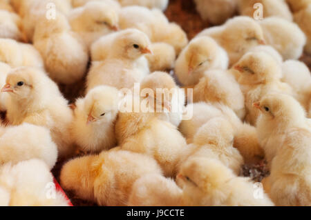 Grand groupe de poussins nouvellement éclos sur une ferme d'élevage de poulets. Banque D'Images