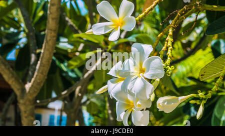 Brunch de fleurs de tiaré blanc au fond à l'extérieur vert Banque D'Images