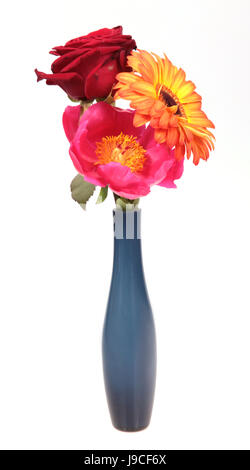 Fleur, plante, rose, gerbera, bleu, présent, fleur, rose, plantes, printemps, Banque D'Images