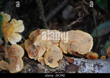 Tan Brach champignon Banque D'Images