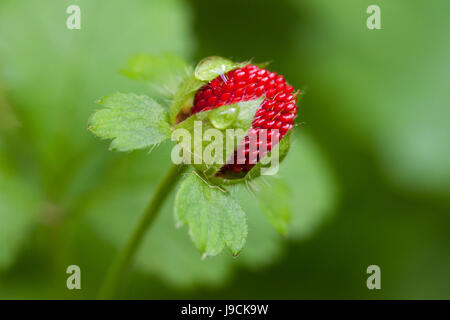 Mock strawberry (Duchesnea indica) - aka Indian fraise, faux fraisier, snake berry - USA Banque D'Images