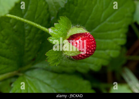 Mock strawberry (Duchesnea indica) - aka Indian fraise, faux fraisier, snake berry - USA Banque D'Images