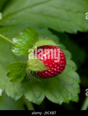 Mock strawberry (Duchesnea indica) - aka Indian fraise, faux fraisier, snake berry - USA Banque D'Images