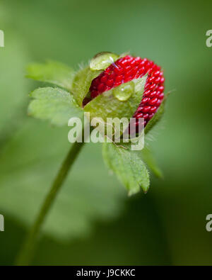 Mock strawberry (Duchesnea indica) - aka Indian fraise, faux fraisier, snake berry - USA Banque D'Images