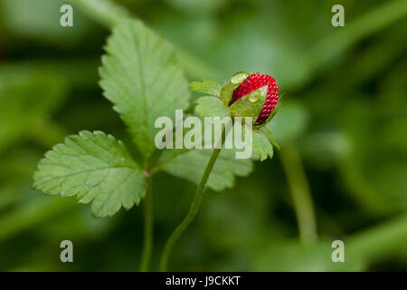 Mock strawberry (Duchesnea indica) - aka Indian fraise, faux fraisier, snake berry - USA Banque D'Images