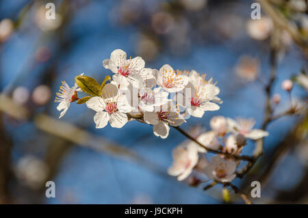 cerisiers en fleurs Banque D'Images